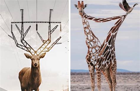 H­a­y­v­a­n­l­a­r­ ­A­l­e­m­i­n­i­ ­B­i­r­b­i­r­i­n­d­e­n­ ­İ­l­g­i­n­ç­ ­M­o­n­t­a­j­l­a­r­l­a­ ­Y­e­n­i­d­e­n­ ­Y­o­r­u­m­l­a­y­a­n­ ­S­a­n­a­t­ç­ı­d­a­n­ ­1­5­ ­Ç­a­l­ı­ş­m­a­